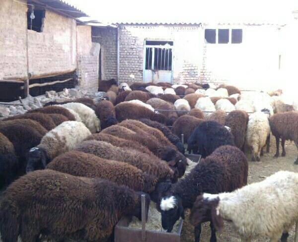 گوسفنده زنده بهداشتی