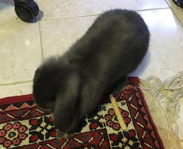 خرگوش فرنچ لوپ بلو با وسایل کامل