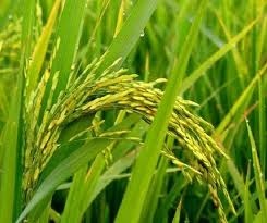 فروش مستقیم برنج ایرانی طارم هاشمی ومعطر