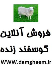 فروش گوسفند زنده - سفارش آنلاین گوسفند زنده
