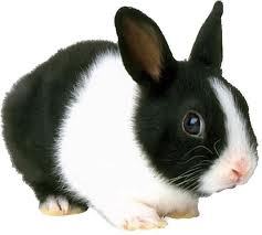 فروش خرگوشهای زیبای هلندی سیاه و سفید