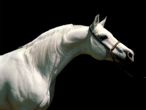 فروش و پرورش اسب نژاد اصیل ترکمن