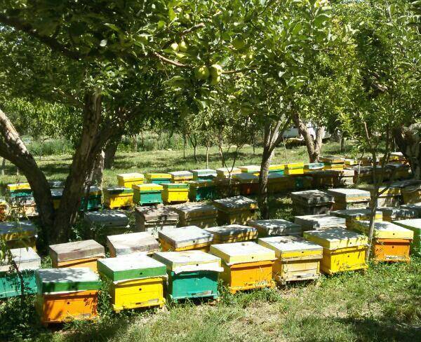 عرضه مستقیم عسل طبیعی