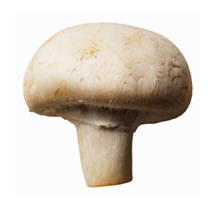تجهیز کامل سالن قارچ ، کمپوست قارچ خوراکی