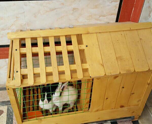 خرگوش و قفس فوق حرفه ای