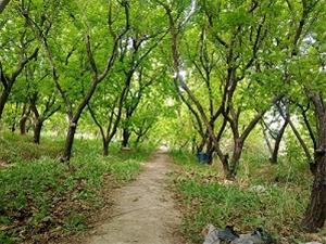 فروش فوری باغ میوه زیر قیمت-اصفهان گلدشت