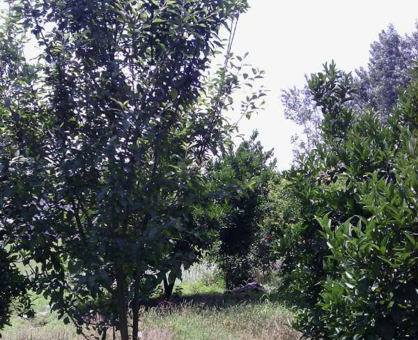 باغ پرتغال وشبرنگ ۴۰۰متری بافت
