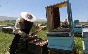 راهنمای پرورش زنبور عسل