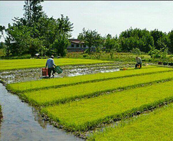 برنج آستانه اشرفیه کیفیت عالی-تضمینی