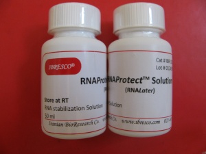 RNAProtector or RNAlater