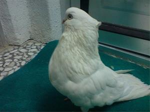 فروش کبوتر نوک قنار با استیل زیبا