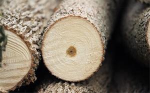 چوب نارون ، چوب جنگلی ، چوب صنوبر