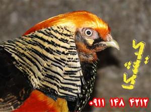 فروش خرید قرقاول خروس مرغ جوجه کیشکا (ناصر صالحپور