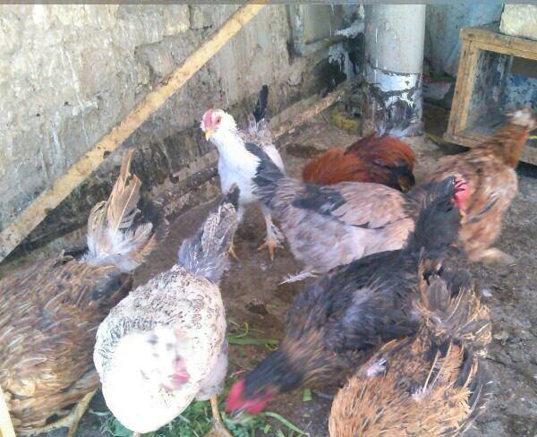 دوعدد مرغ بومی تخم گذار ویک خروس محلی