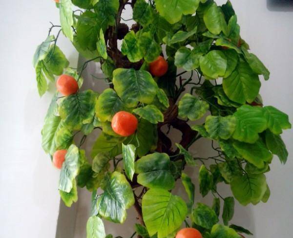 درختچه تزیینی نارنگی