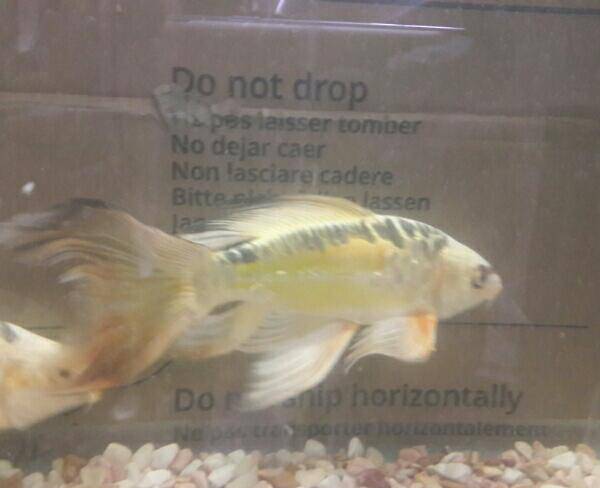 ماهی کوی نژاد دار