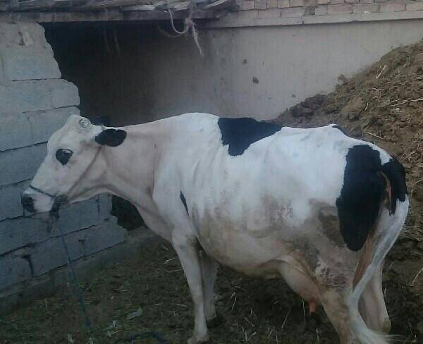 گاو شیری به همراه گوساله نر سراوان