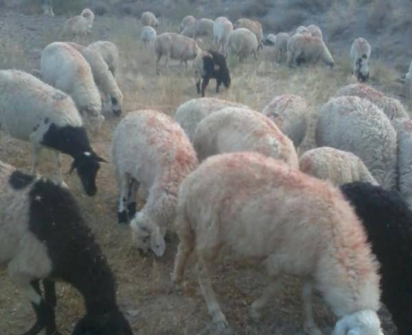 فروش یا معاوضه گوسفند