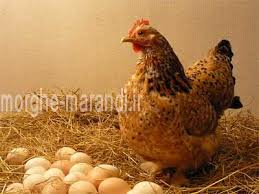 پولت مرغ تخم گذار بصورت سه ماهه یا حسن بالاتر بصورت جزءی و عمده