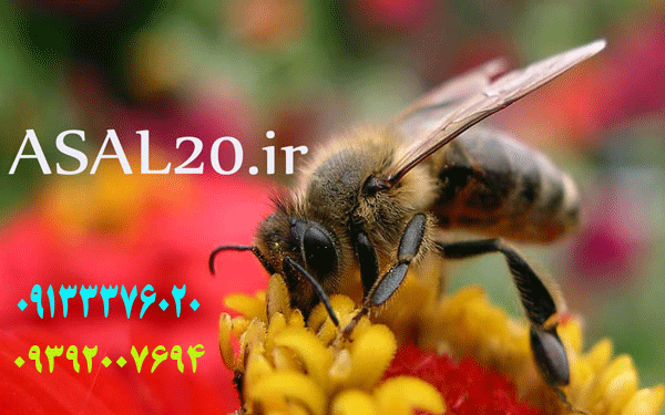 مرغوبترین عسل طبیعی ایران بااستاندارد اروپا به صورت تضمینی