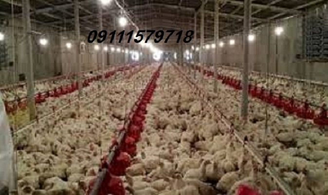 فروش مرغداری  10 .20.50.هزارقطعه ایی در مازندران