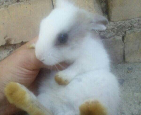 خرگوش کوچولو سفید
