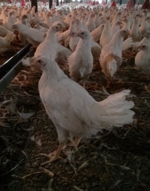 فروش مرغ تخم گذار 90 روزه بونز