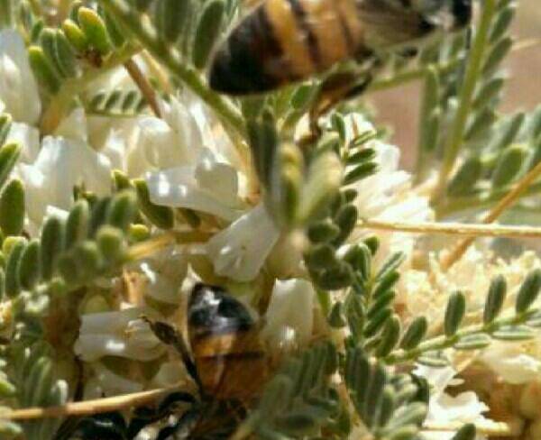 خریدوفروش زنبور عسل در سراسر کشور