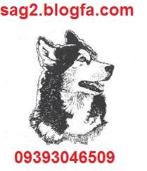 فروش انواع نژاد سگ های نگهبان  و توله با قیمت عالی