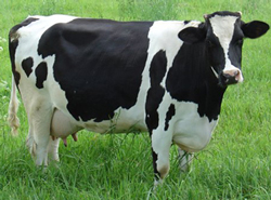 فروش گاو شیری هلشتاین