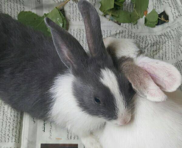 دو عدد خرگوش خوشگل دست آموز