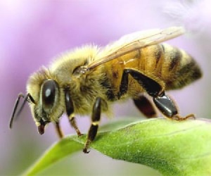 راهنمای کامل پرورش و نگهداری زنبور عسل