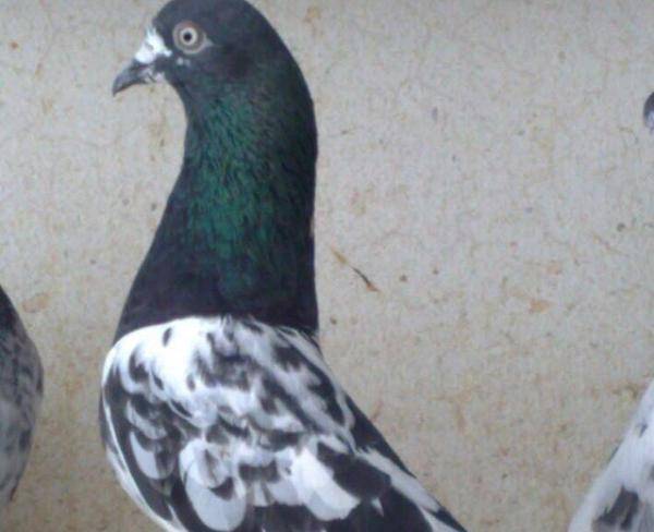 خریدار کبوتر پاکستانی