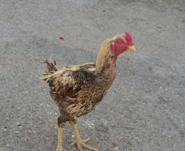 خروس لاری معاوضه با مرغ محلی یا مرغ ...