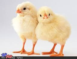 فروش جوجه مرغ گوشتی ،تخمگذار ،بومی و مرغ مادر