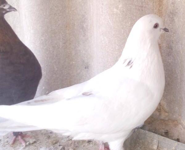 کبوتر سفید چهار ماهه