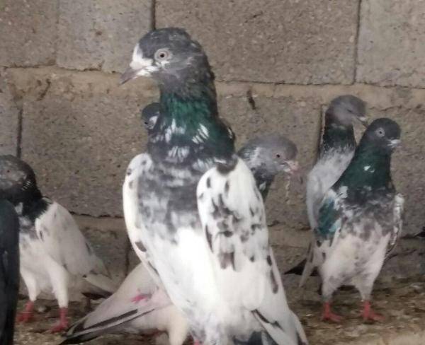 فروش کبوتر پاکستانی پرشی