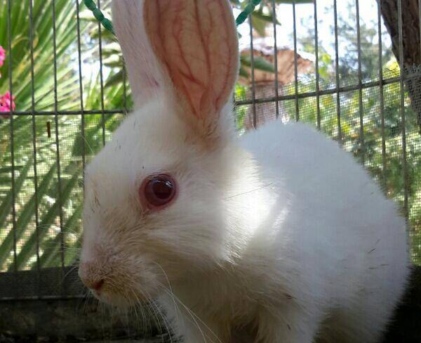 خرگوش کوچولو و سفید خوشگل