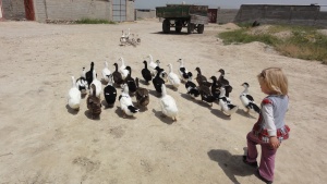 فروش جوجه مرغ محلی در استان فارس وجنوب کشور