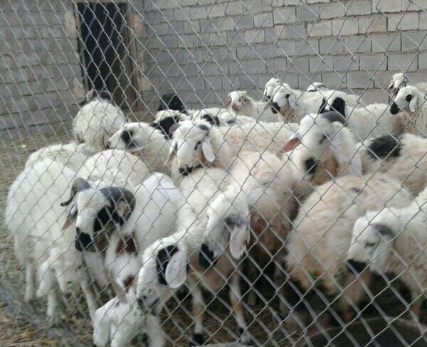فروش تعدادی گوسفند (میش وبره)
