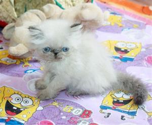 بچه گربه پرشین چشم آبی سوپر فلت نر
