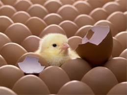 فروش تخم نطفه دار مرغ ، غاز ، کبک ، اردک ، بوقلمون