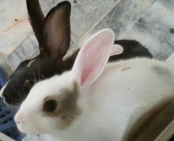 خرگوش برفی زیبا ( واکسینه شده)