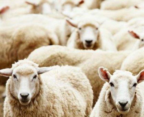 پخش گوسفند زنده