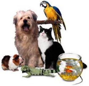 خرید و فروش حیوانات خانگی مجاز و سگ های شکاری