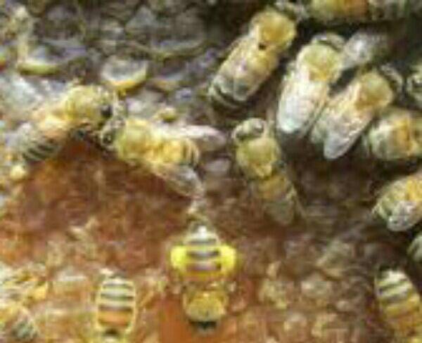 پخش کلی وجزئی عسل طبیعی کوهستان