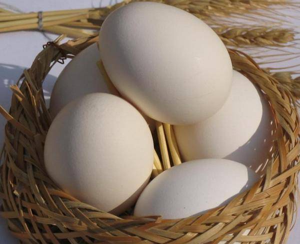 خرید و فروش تخم مرغ: