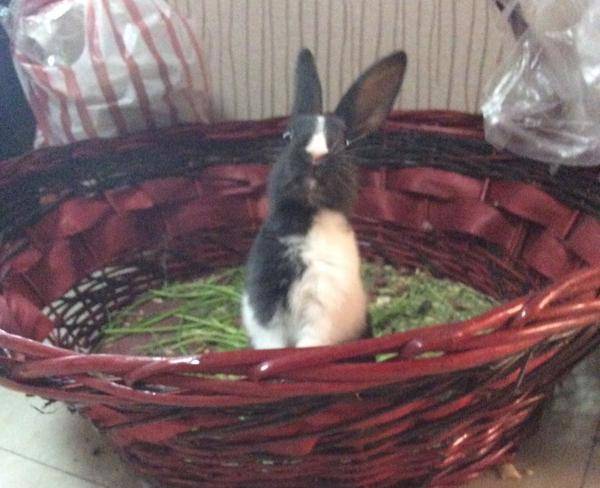 خرگوش مینیاتوری ٢ ماهه