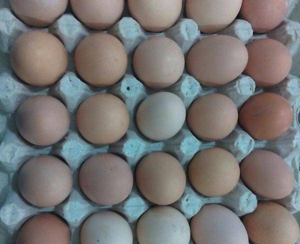 فروش عمده و خرده تخم مرغ محلی