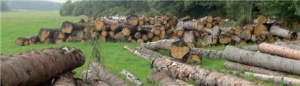 فروش فوق العاده چوب جنگلی